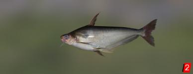 Silver catfish