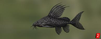 Featherfin squeaker