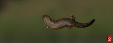 Salamandre géante