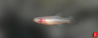 Southern cavefish