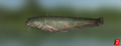 Dnieper giant catfish
