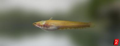 Silurus microdorsalis