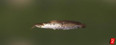 Сом лягушковый ангольский