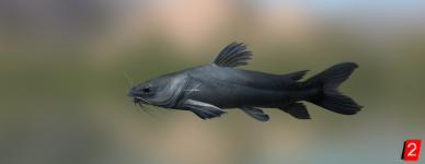 Widehead catfish