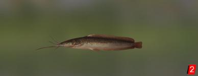 Werner's catfish