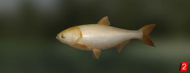 Gold silver carp