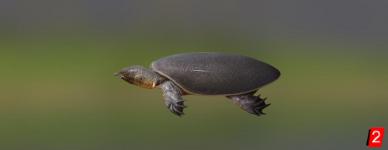 Afrikanische Weichschildkröte