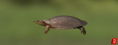 Weichschildkröte