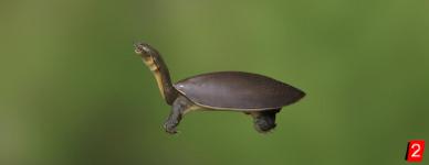 Kratzige Weichschildkröte