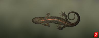 Chinese Warty Newt