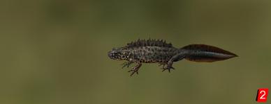Southern crested newt