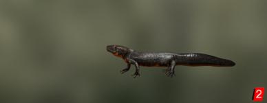 Chinese fire-bellied newt