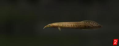 Macrognathus aculeatus