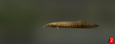 Lesser spiny eel