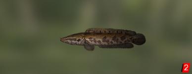 African obscure snakehead