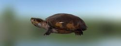 Черепаха щитоногая гвианская
