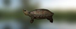 Черепаха южноамериканская килевая