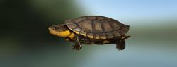 Черепаха жабоголовая амазонская