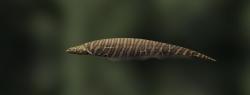 Рыба-нож тигровый
